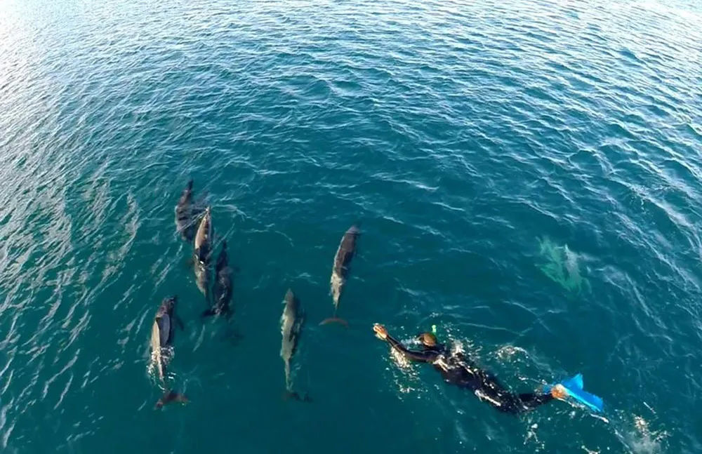 Swim with dolphins at Mauritius. theweddingnotebook.com