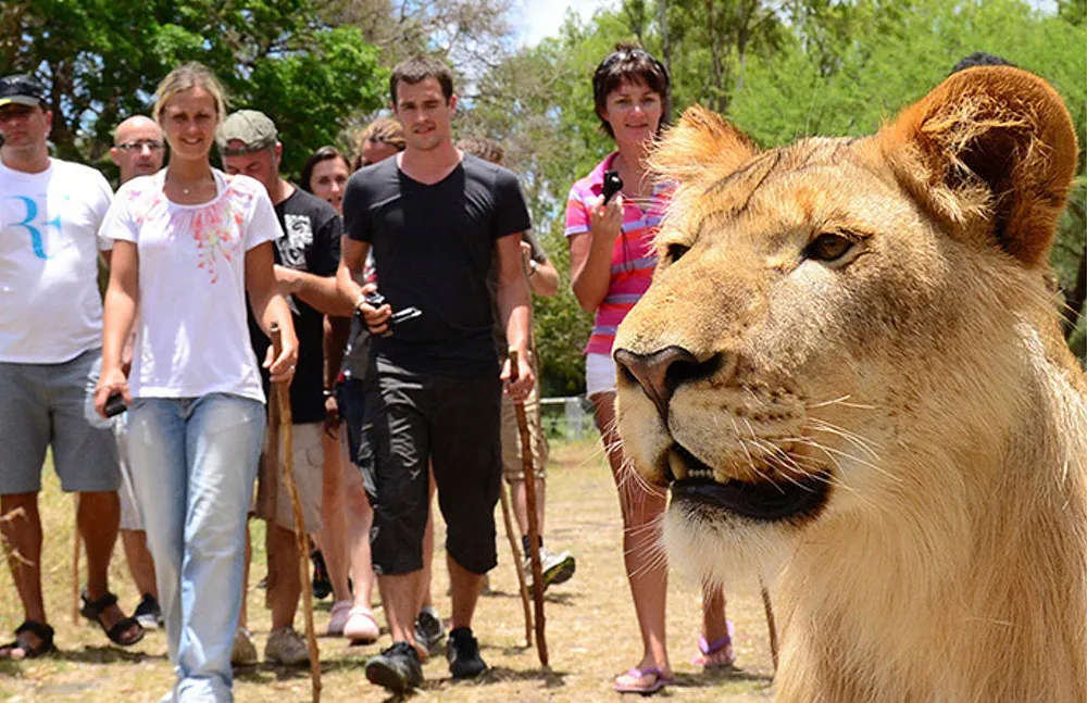 Walk with the lions at the Casela Nature and Leisure Park. theweddingnotebook.com