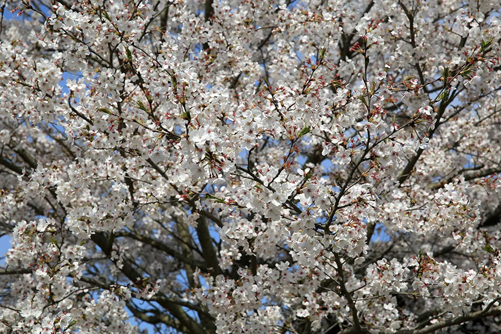 Photo DIY Bridal Portraits In Seoul. theweddingnotebook.com
