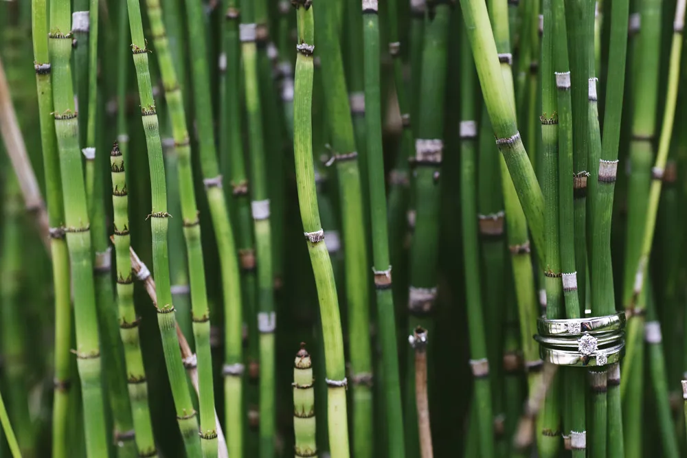 Photo by Axioo. theweddingnotebook.com