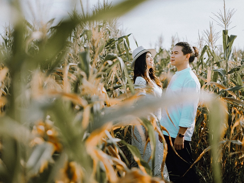 Bridal Portraits Shot Amid Golden Paddy Fields and a Corn Orchard in Sekinchan