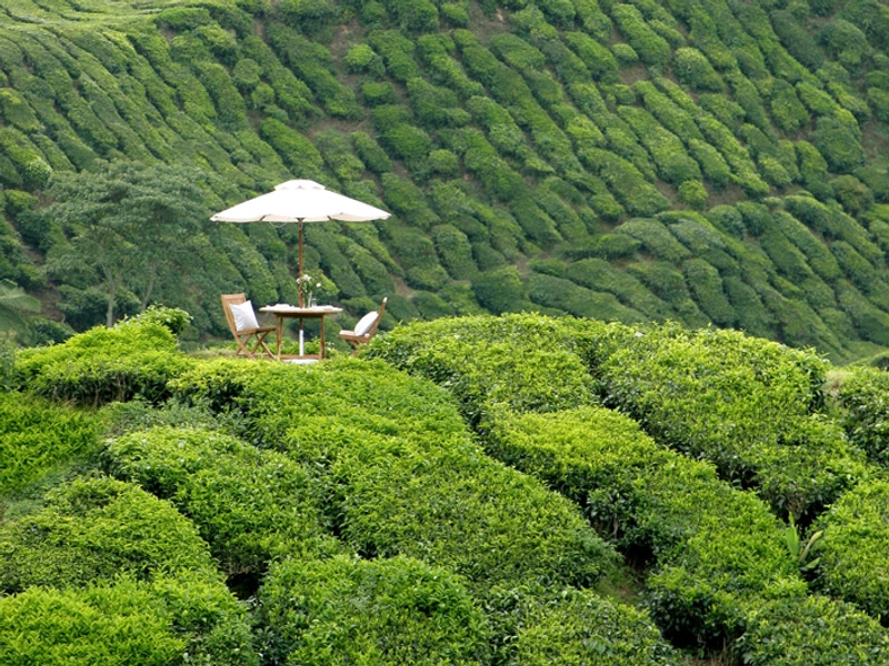 Cameron Highlands Resort