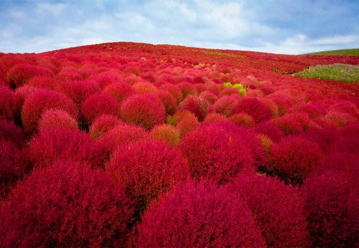 Hitachi Seaside Park, Japan. 16 Colourful Places In The World For Your Bridal Portraits. theweddingnotebook.com