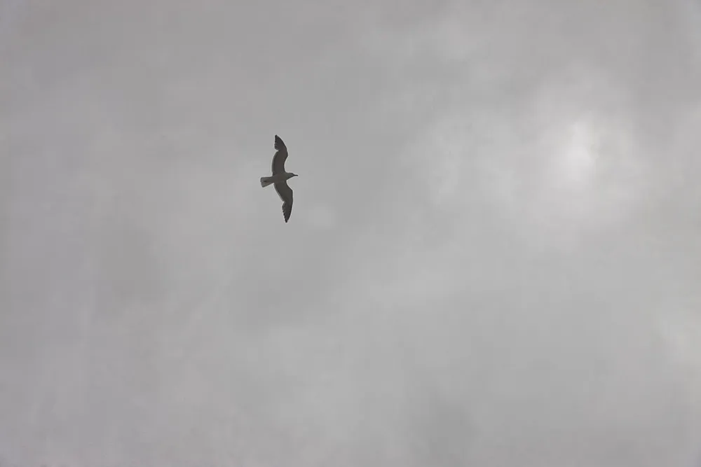 Daalarna 2019 Bridal Collection. //theweddingnotebook.com