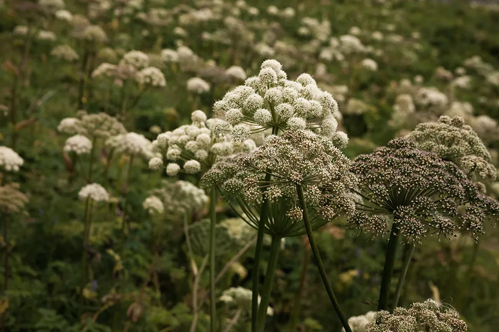 Daalarna 2019 Bridal Collection. //theweddingnotebook.com