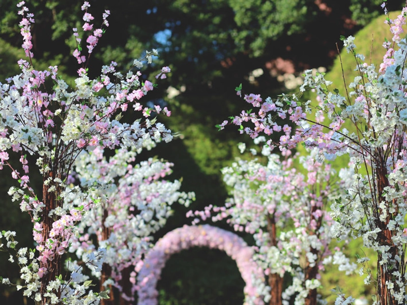Enchanted Cherry Blossom Garden In Shangri-La’s Rasa Sayang, Penang