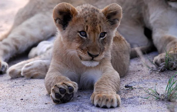 Ulusaba Private Game Reserve, South Africa. Honeymoon itimerary for South Africa. theweddingnotebook.com