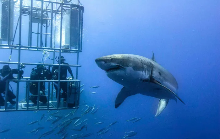 Cage Shark Diving, South Africa. Honeymoon itimerary for South Africa. theweddingnotebook.com