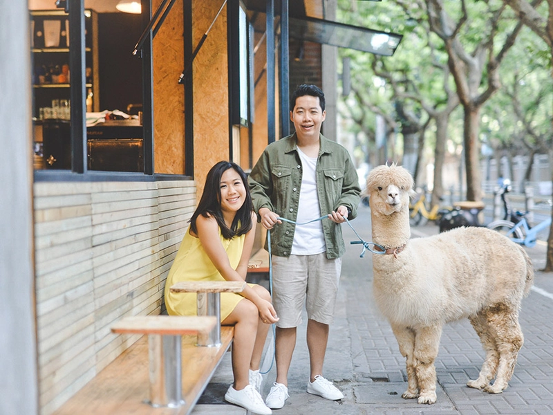 Just Strolling Through Shanghai With an Adorable Alpaca