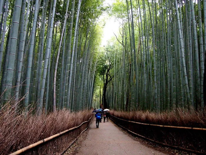 Kyoto Itinerary – Arashiyama Bamboo Grove. theweddingnotebook.com