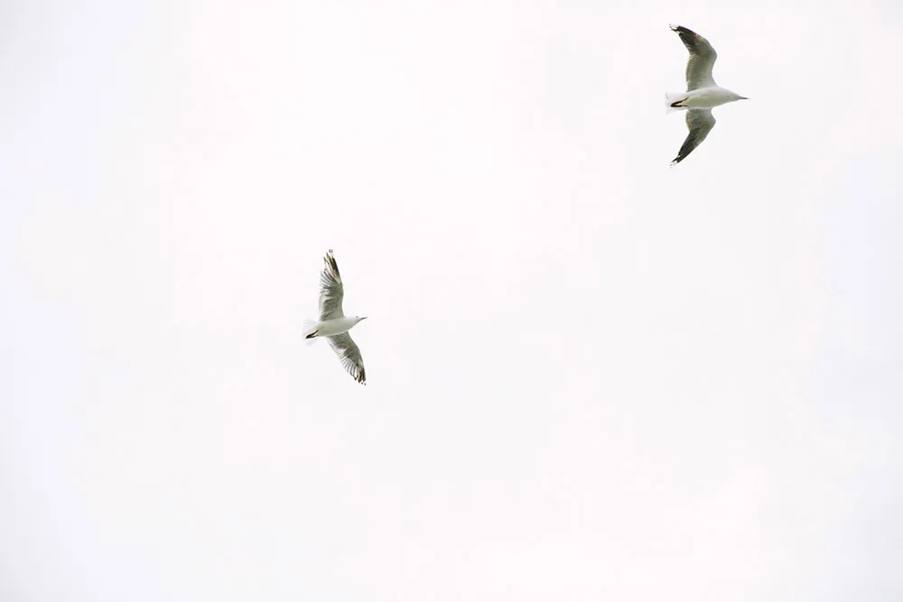 Photo by Alison Mayfield Photography Studio. theweddingnotebook.com 