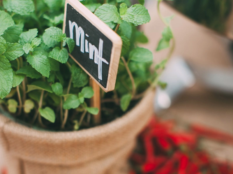 Rustic Backyard Wedding At The Greyhouse