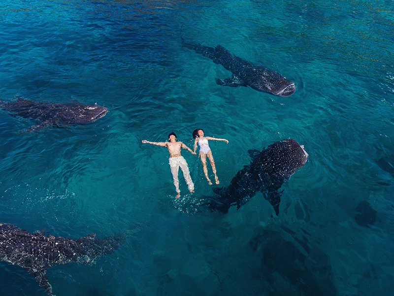 Swimming With Whale Sharks In The Philippines